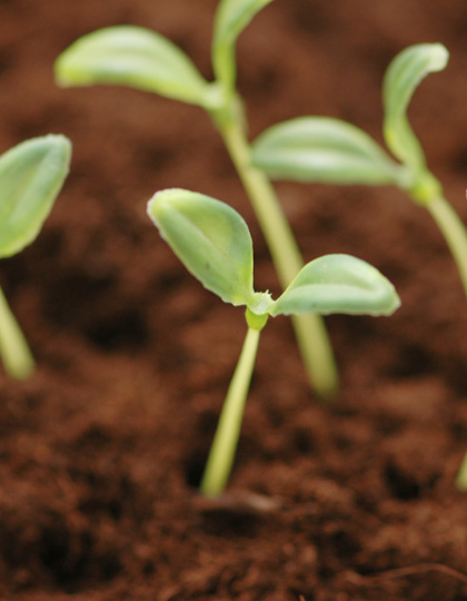 Sprouts